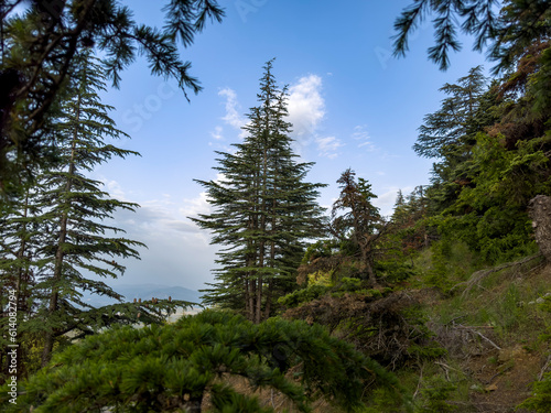cedar trees growing in quintuplets photo