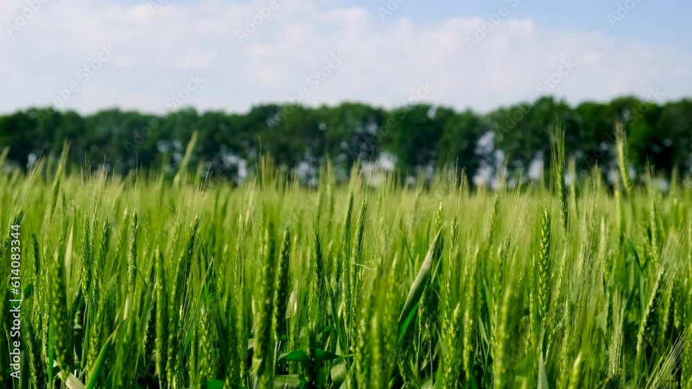 Sprouts of green wheat or rye on the field. Selective focus. Sprouts of green wheat or rye on the field. Selective focus.