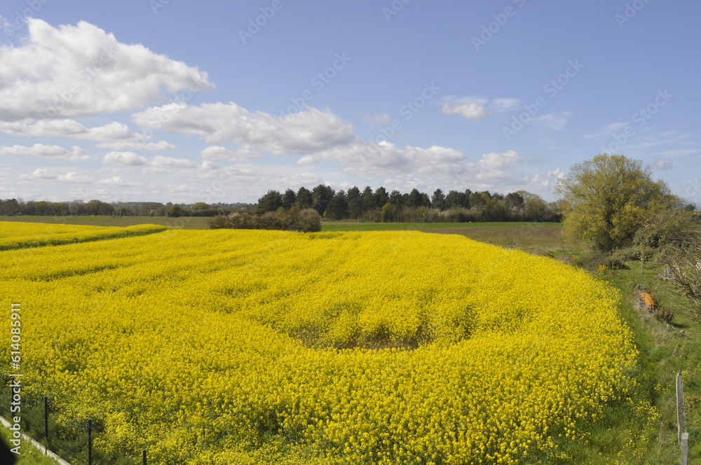 Obraz premium rape field in France