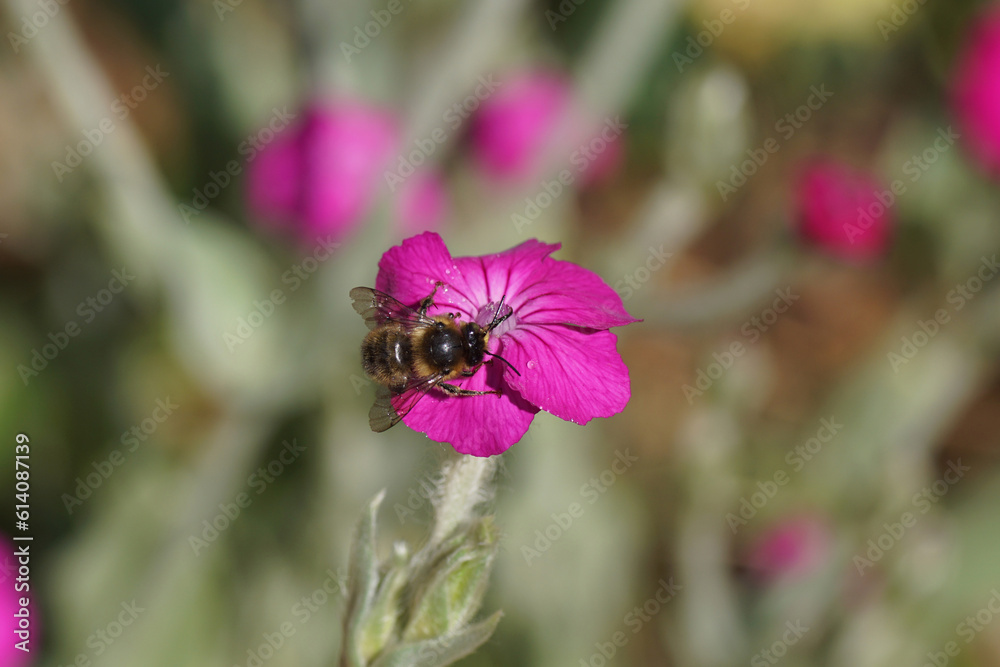Close up Fork-tailed Flower Bee (Anthophora furcata), family Apidae on flower of rose campion (Silene coronaria), family borage (Caryophyllaceae). Dutch garden. June, Netherlands               