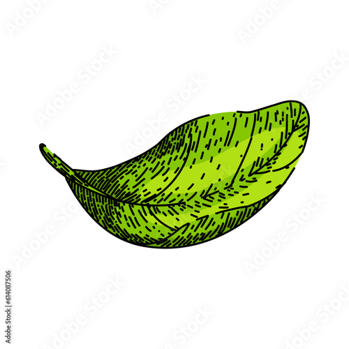 basil leaves herb hand drawn. leaf fresh, spice green, plant top, vegetable view, salad sweet basil leaves herb vector sketch. isolated color illustration