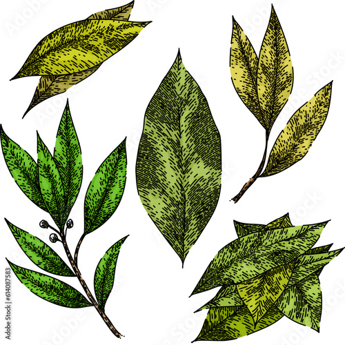 bay leaf herb set hand drawn. laurel leaves, dry green, top fresh, tree cooking, plant sketch bay leaf herb vector sketch. isolated color illustration