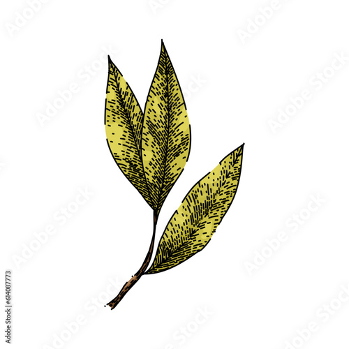 bay leaf herb dry hand drawn. laurel leaves, green top, view tree, cooking plant, sketch indian bay leaf herb dry vector sketch. isolated color illustration