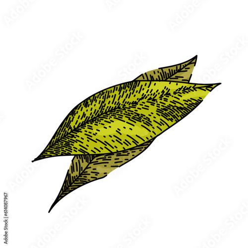 bay leaf herb tree hand drawn. laurel leaves, dry green, top fresh, cooking plant, sketch indian bay leaf herb tree vector sketch. isolated color illustration