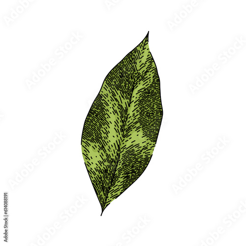 bay leaf herb spice hand drawn. laurel leaves, dry green, top fresh, tree cooking, plant sketch bay leaf herb spice vector sketch. isolated color illustration