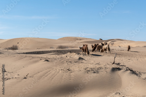 Elsen Tasarkhai or mini-Gobi is located 280km west of Ulaanbaatar in Mongolia  It is a sand dune that stretches 80km long  and 5km wide in Hugnu-Tarna National Park