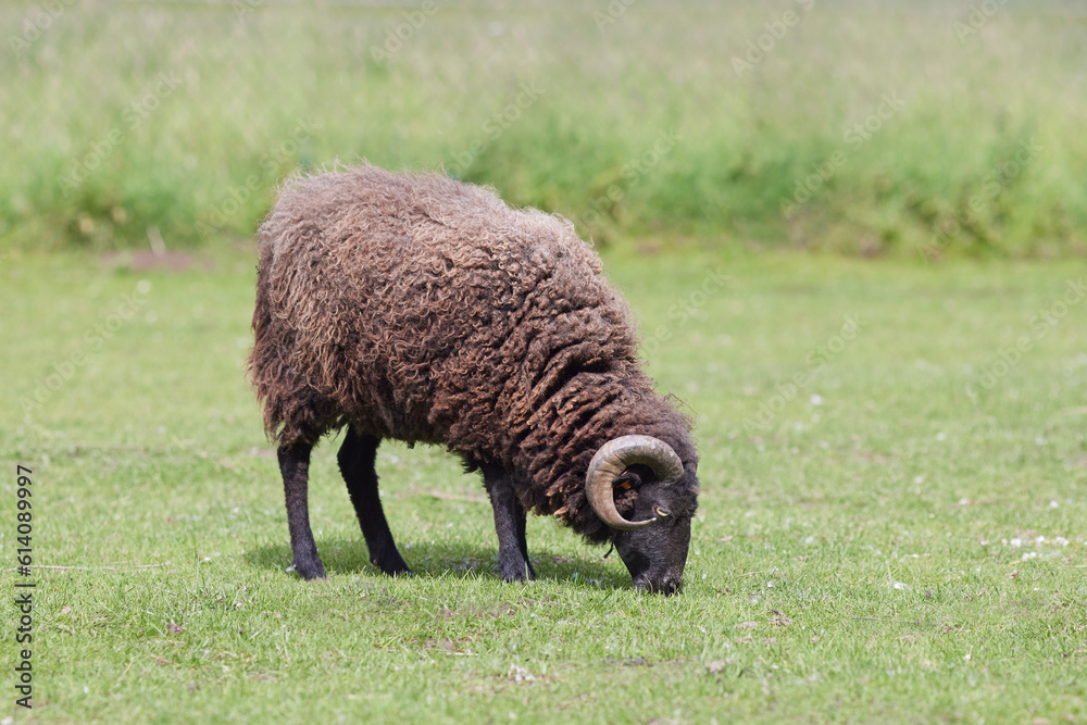 Young brown male ouessant sheep grazes Young brown male ouessant sheep grazes