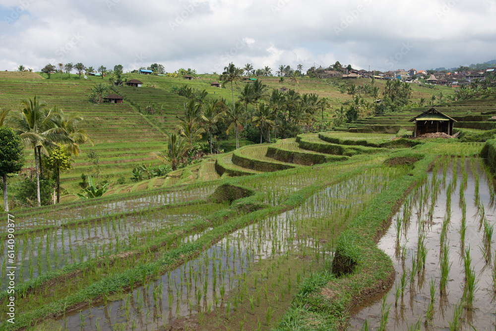 Rice fields on Bali