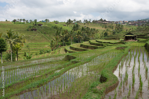 Fototapeta Naklejka Na Ścianę i Meble -  Rice fields on Bali