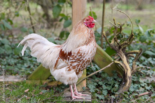 Young white rooster in garden