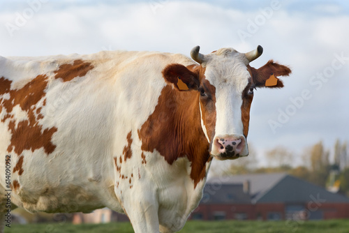 Brown white cow on the meadow © erwin