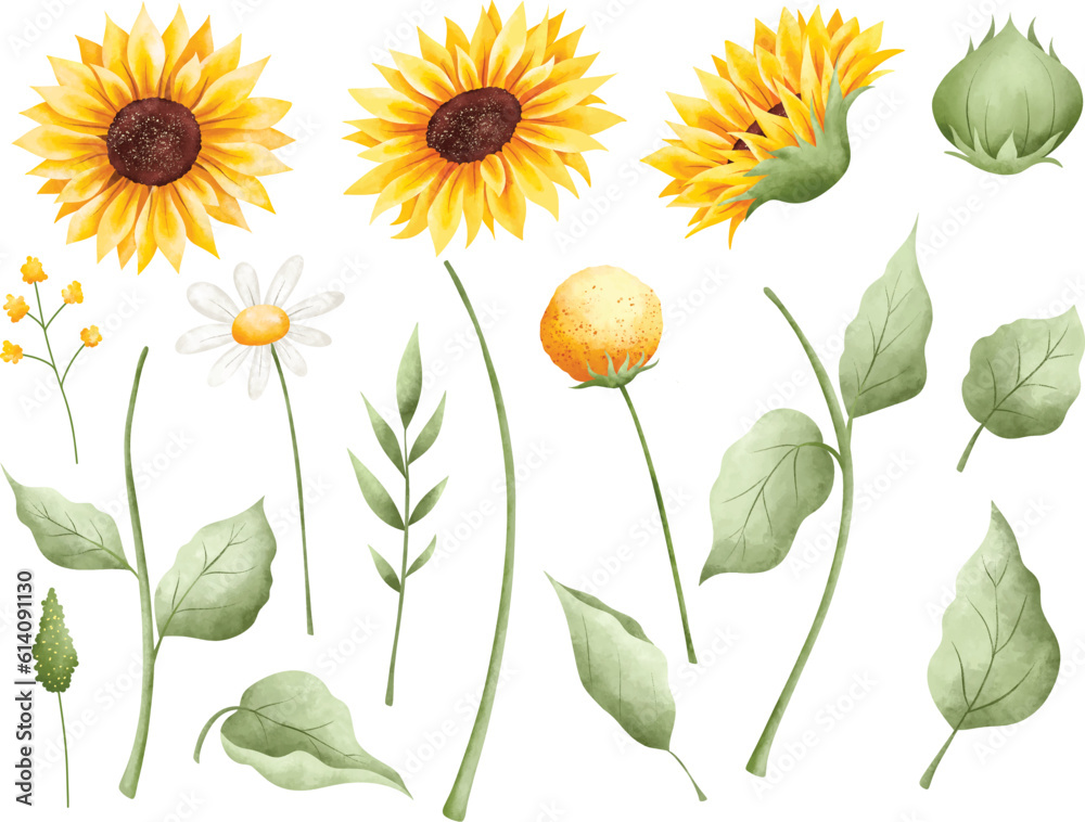 Watercolor Illustration set of beautiful sunflower and leaves
