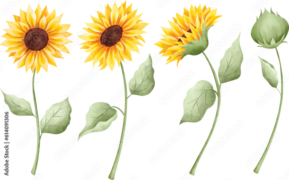 Fototapeta premium Watercolor Illustration set of beautiful sunflower
