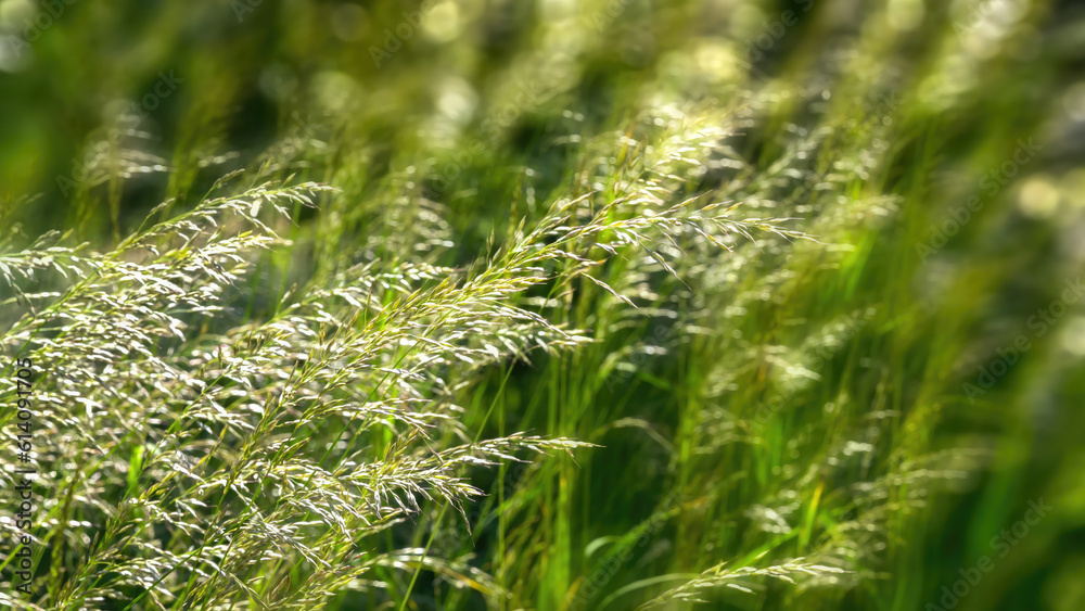 blooming grasses in the wind on blurred fresh green background with sunny bokeh lights, concept for pollen allergy season with space for text or products blooming grasses in the wind on blurred fresh green background with sunny bokeh lights, concept for pollen allergy season with space for text or products