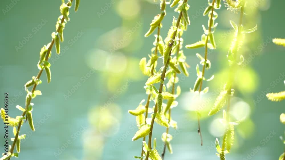 close-up branches of a weeping willow branches with fresh green spring goslings shaking in the wind, set against a background of blue lake water. tranquil and peaceful scene. slow motion.