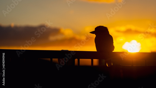 Kookaburra silhouette native Australian bird perching on a balcony rail at sunset