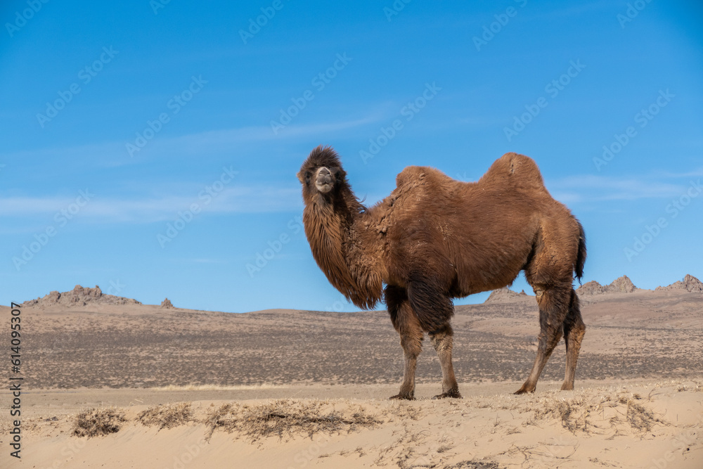 Wild Bactrian camel in Elsen Tasarkhai or mini-Gobi in Central Mongolia