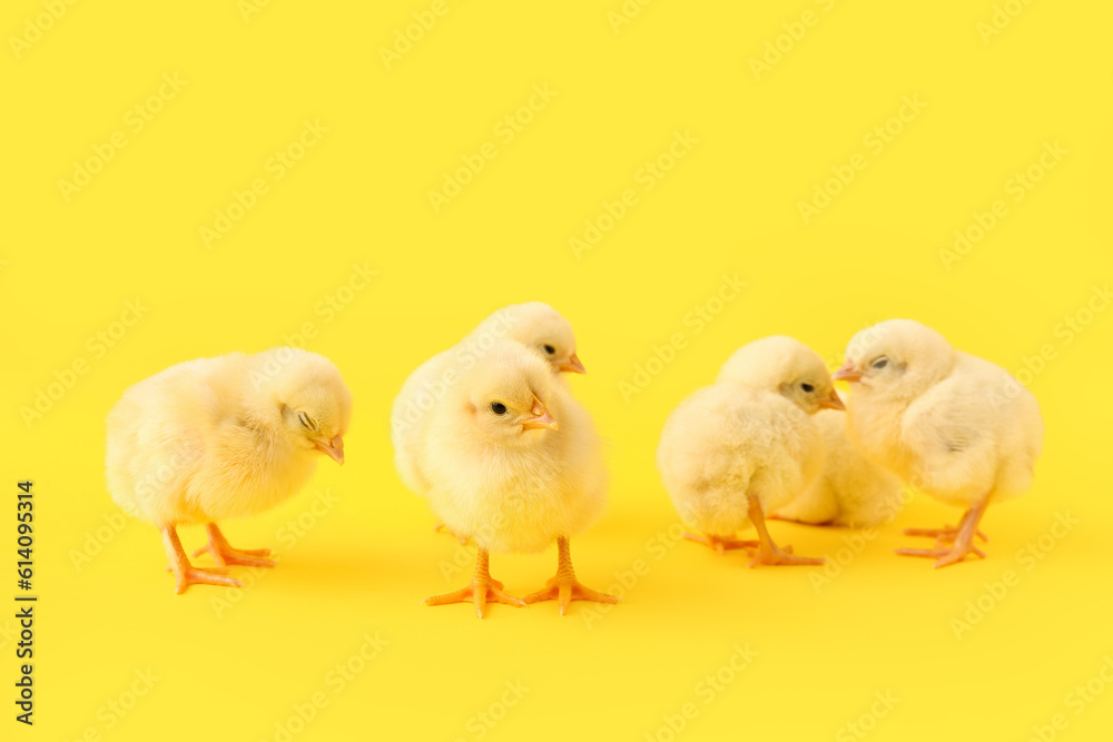 Naklejka premium Cute little chicks on yellow background