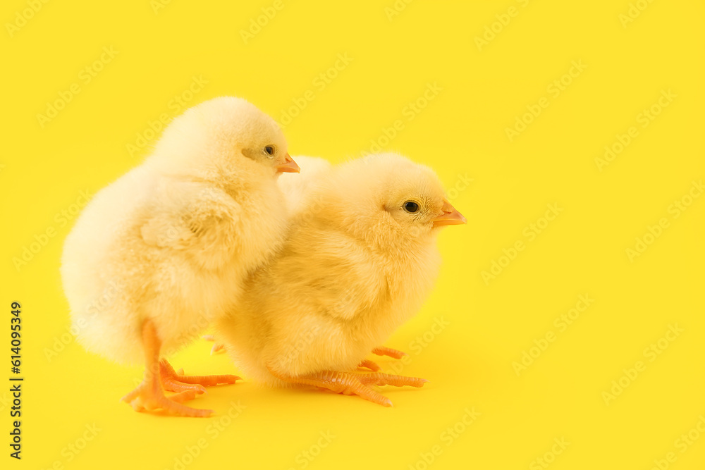 Fototapeta premium Cute little chicks on yellow background