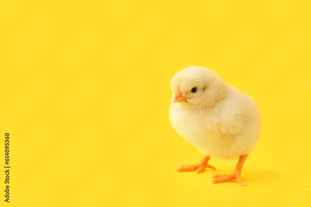 Fototapeta premium Cute little chick on yellow background