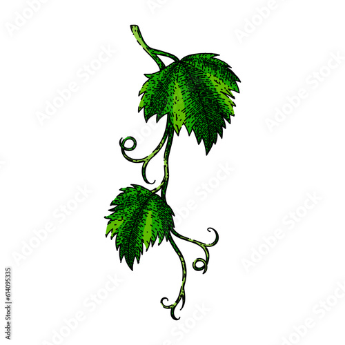 grape vine leaf hand drawn. green fruit, food bunch, wine berry, red purple, autumn blue grape vine leaf vector sketch. isolated color illustration