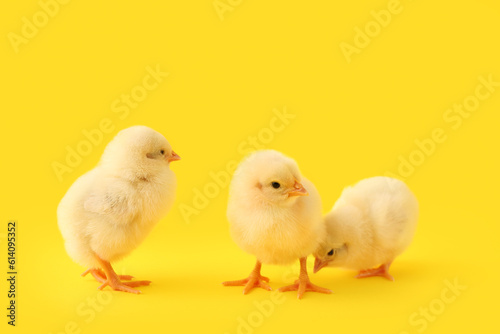 Billede på lærred Cute little chicks on yellow background