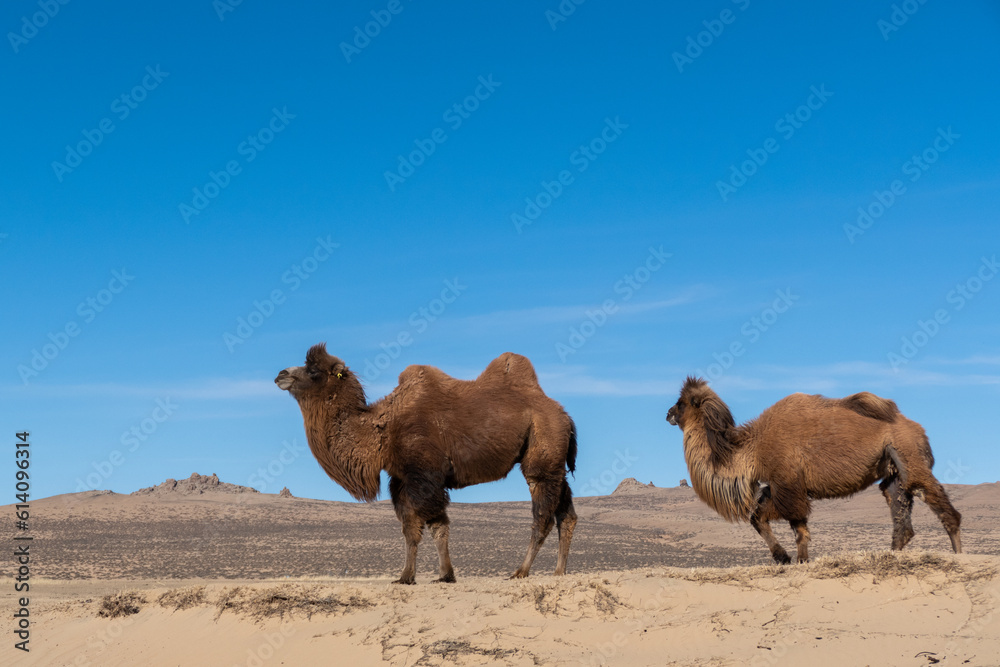 Wild Bactrian camel in Elsen Tasarkhai or mini-Gobi in Central Mongolia