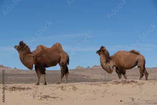 Wild Bactrian camel in Elsen Tasarkhai or mini-Gobi in Central Mongolia