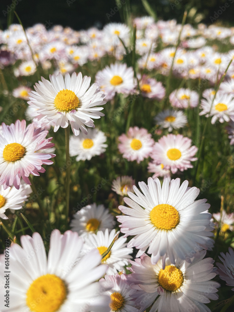 field of white-pink daisies