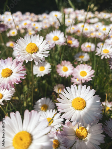 Fototapeta Naklejka Na Ścianę i Meble -  field of white-pink daisies
