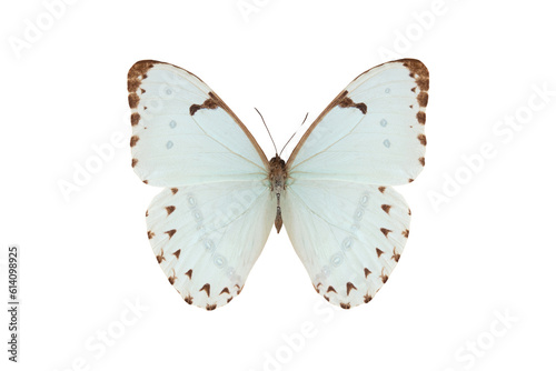 neotropical butterfly (morpho catenaria) isolated on white background