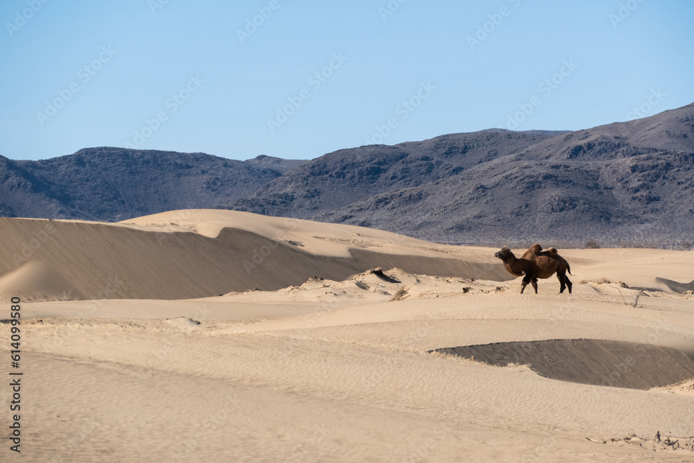 Wild Bactrian camel in Elsen Tasarkhai or mini-Gobi in Central Mongolia