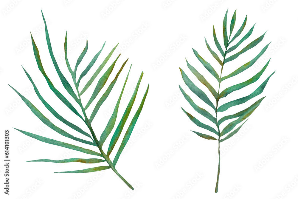 Watercolor tropical leaves and branches. Green leaves highlighted on a white background. Watercolor tropical leaves and branches. Green leaves highlighted on a white background.
