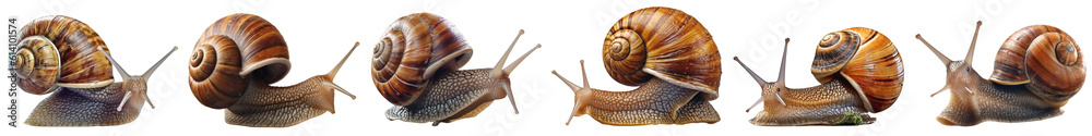Crawling snails with their snail shell on a transparent background, Generative AI Crawling snails with their snail shell on a transparent background, Generative AI