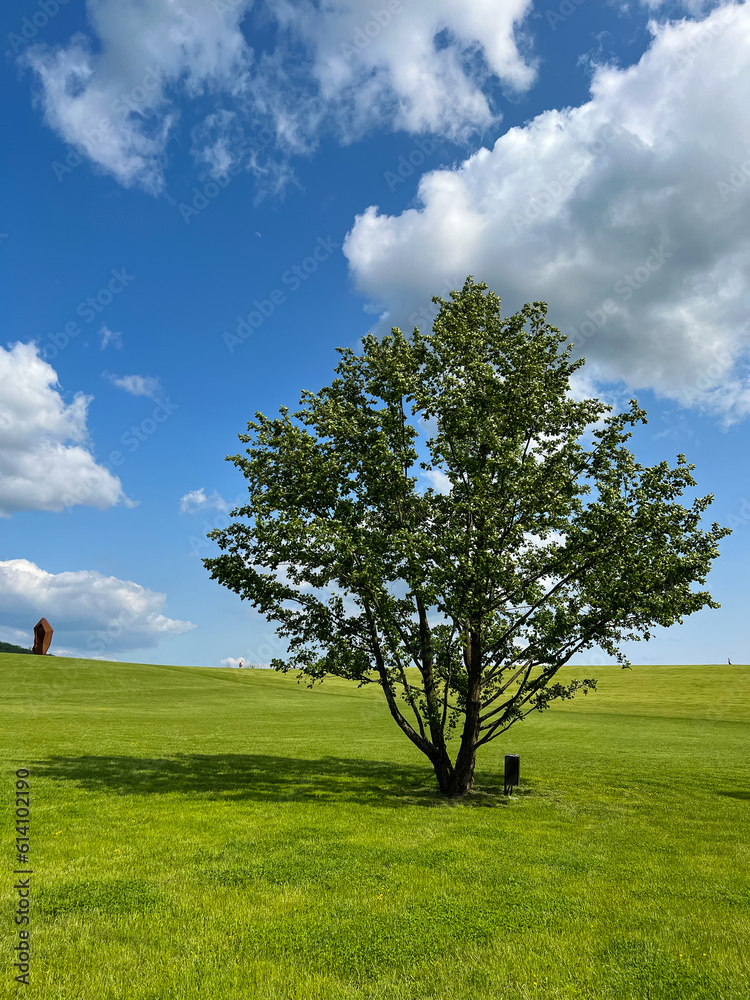 A wonderful open-air park. sunny weather and light clouds in the sky create an amazing atmosphere. Beautiful sunny summer day