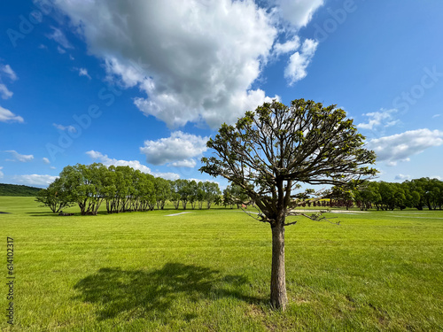 A wonderful open-air park. sunny weather and light clouds in the sky create an amazing atmosphere. Beautiful sunny summer day