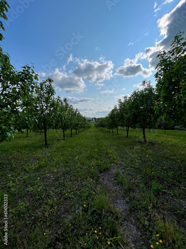 A wonderful open-air park. sunny weather and light clouds in the sky create an amazing atmosphere. Beautiful sunny summer day