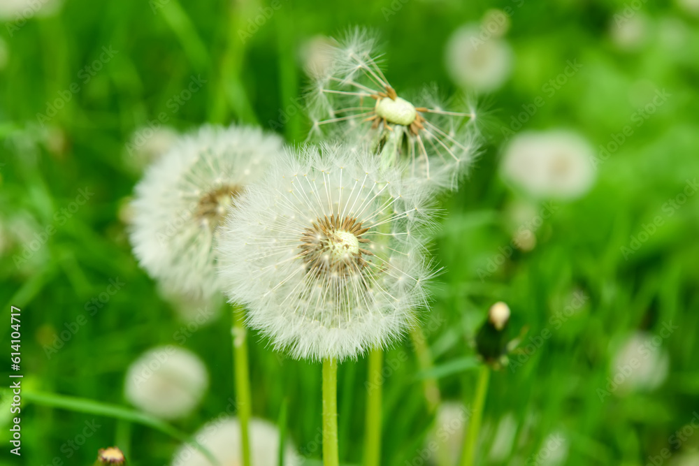 White dandelions in green grass on spring day, closeup White dandelions in green grass on spring day, closeup