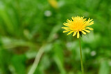 Yellow dandelion flower on blurred grass, closeup