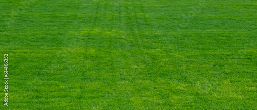 Young green trimmed lawn grass. Banner