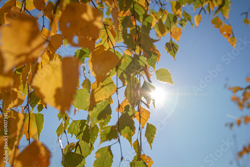 Fototapeta Naklejka Na Ścianę i Meble -  Birch leaves by autumn | Liście brzozy jesienią