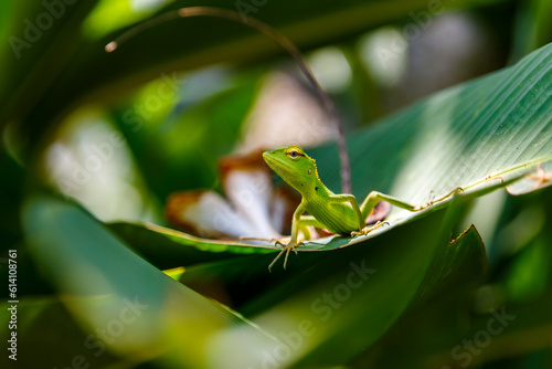 A small green lizard on a leaf in Sri Lanka