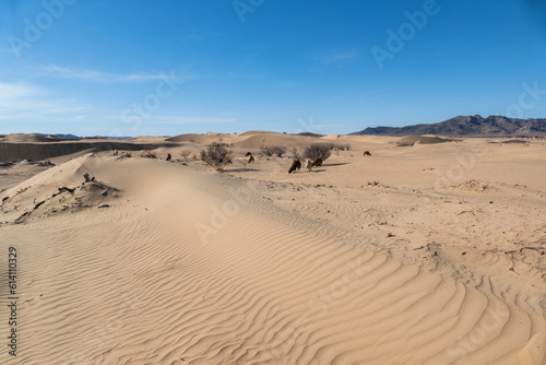 Elsen Tasarkhai or mini-Gobi is located 280km west of Ulaanbaatar in Mongolia, It is a sand dune that stretches 80km long, and 5km wide in Hugnu-Tarna National Park