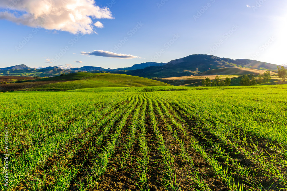 Scenic view at beautiful spring day in a green shiny field with rows of young salad growing sprouts , deep blue cloudy sky on a background , summer valley landscape