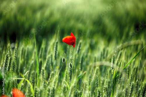 Czerwony kwiat maku polnego na tle zielonego zboża.