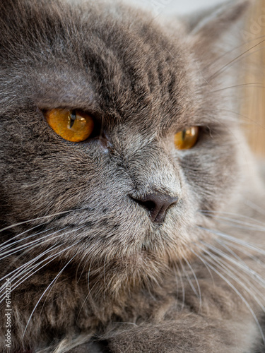 Portrait of yellow-eyed gray persian cat.
