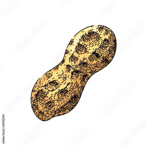 peanut nut food nutrition hand drawn. butter vector, spread cream, raw jar, dried group, texture organic peanut nut food nutrition vector sketch. isolated color illustration