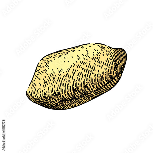 peanut nut food delicious hand drawn. butter vector, spread cream, raw jar, dried group, texture organic peanut nut food delicious vector sketch. isolated color illustration