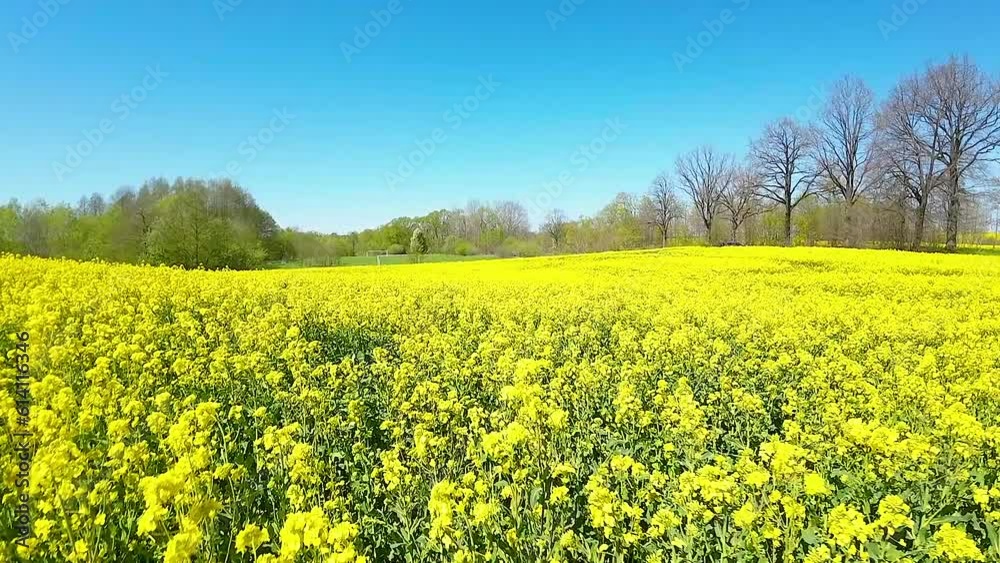 Daytime drone flight over bright yellow rapeseed canola Brassica napus farm land Daytime drone flight over bright yellow rapeseed canola Brassica napus farm land