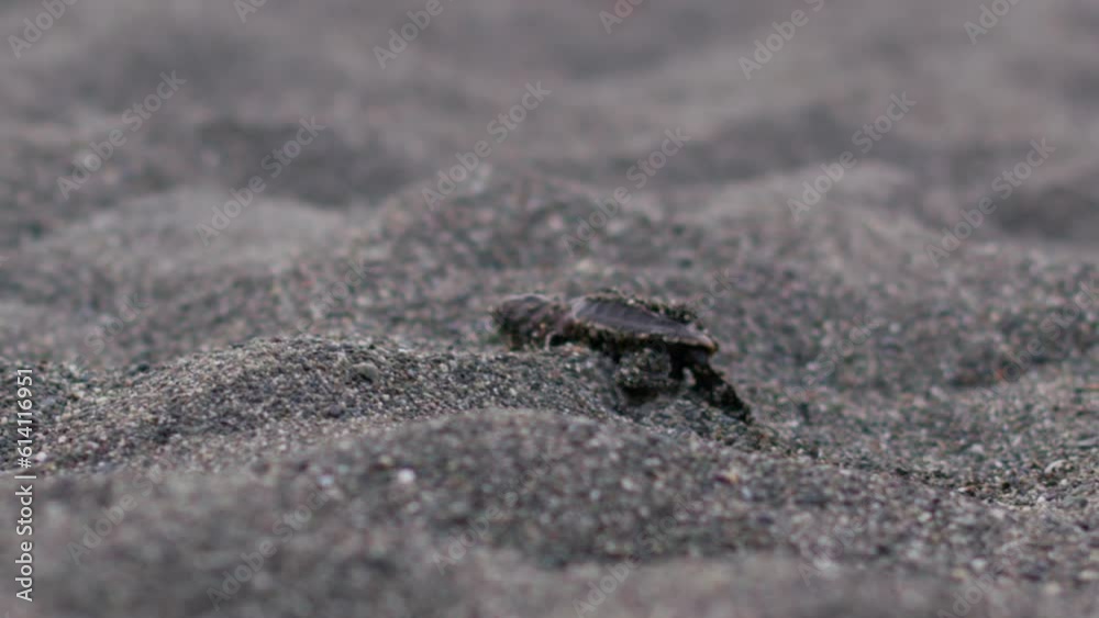 Baby hawkbill turtle moving slowly in the sand Baby hawkbill turtle moving slowly in the sand